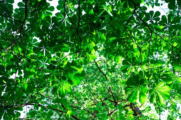 Зеленые каштановые листья весной в солнечный день — стоковое фото