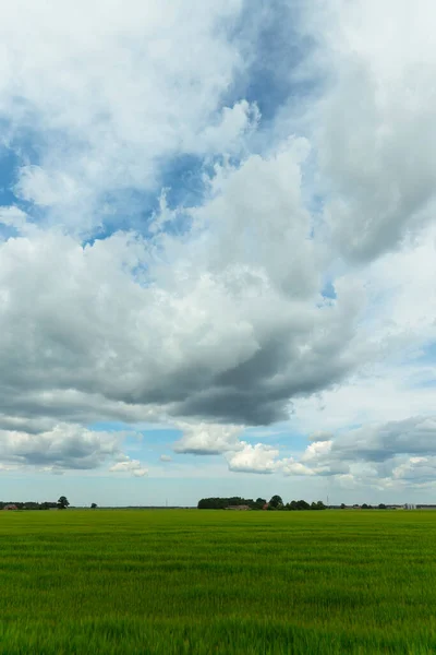 Campo verde agricolo all'orizzonte. — Foto Stock