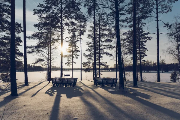 Sosnowy Las Nad Jeziorem Słoneczny Zimowy Dzień Długie Cienie Drzew — Zdjęcie stockowe
