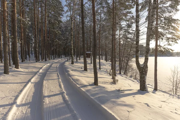 Pinhal Junto Lago Dia Ensolarado Inverno Sombras Longas Árvores Neve — Fotografia de Stock