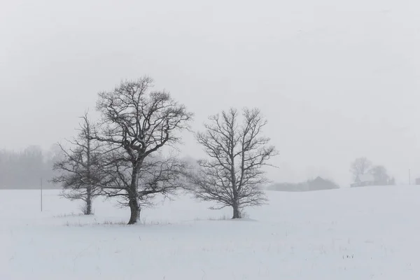 Hermosas siluetas de árboles en un campo cubierto de nieve — Foto de Stock