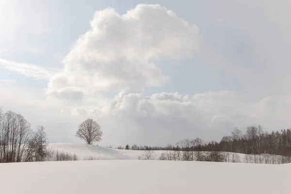 Hermosas siluetas de árboles en un campo cubierto de nieve —  Fotos de Stock