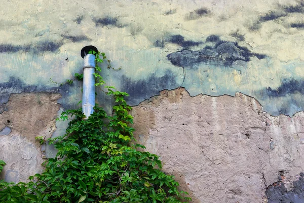 Pipe on the wall with wild plants — Stock Photo, Image