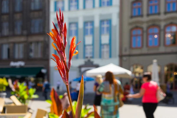 Sommarblommor på torget i gamla stan — Stockfoto