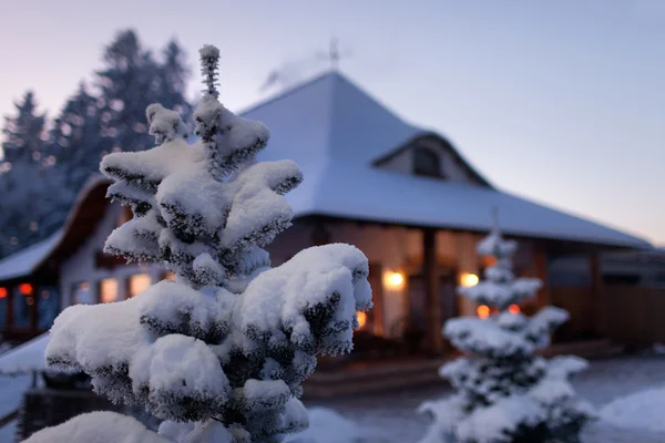 Abete rosso nella neve contro la casa — Foto Stock