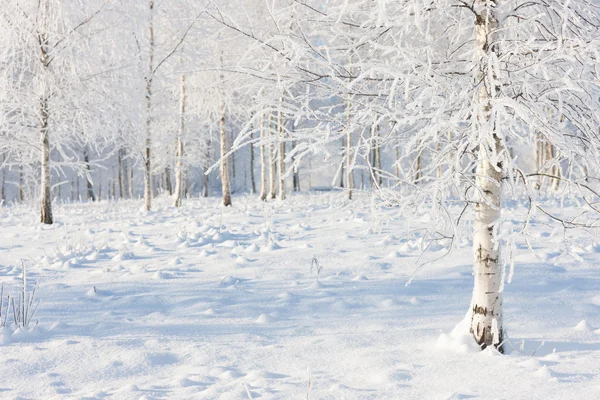 Björkskog i snö och frost — Stockfoto