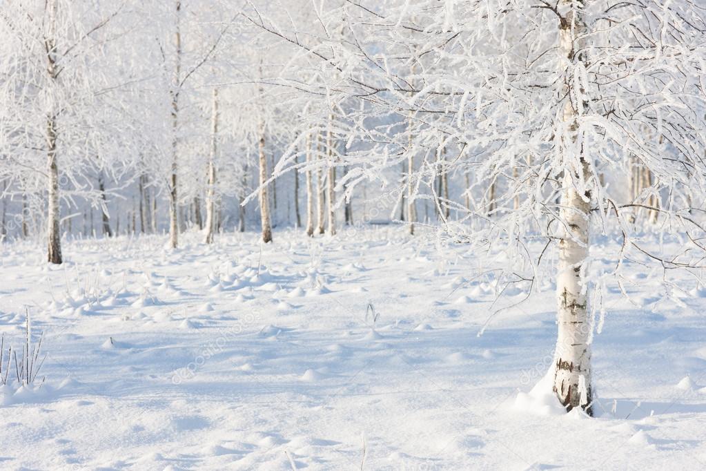 Birch forest in snow and frost