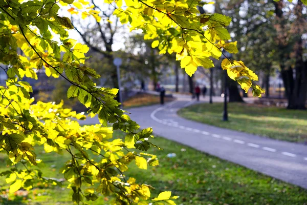 Droga w parku miejskim w jesieni — Zdjęcie stockowe