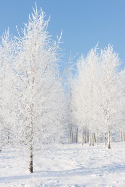 Birchwood bir güneşli kış gününde hoarfrost içinde
