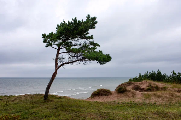 Fiatal fenyő fa egy szikla a tengerparton, a rossz időjárás — Stock Fotó