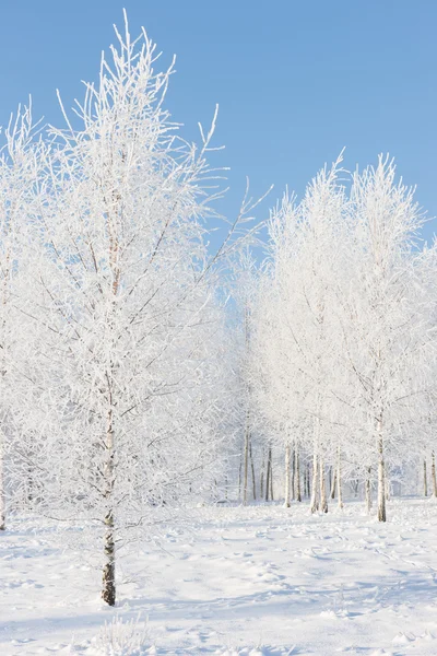 Birkenholz im Raureif an einem sonnigen Wintertag — Stockfoto