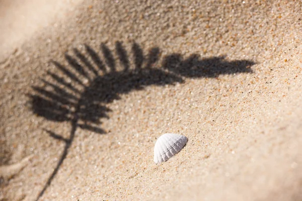 Concha y la sombra de las plantas en la playa de arena —  Fotos de Stock