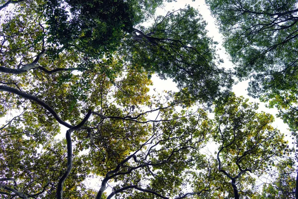 Cielo otoñal a través de las hojas de sicomoro — Foto de Stock