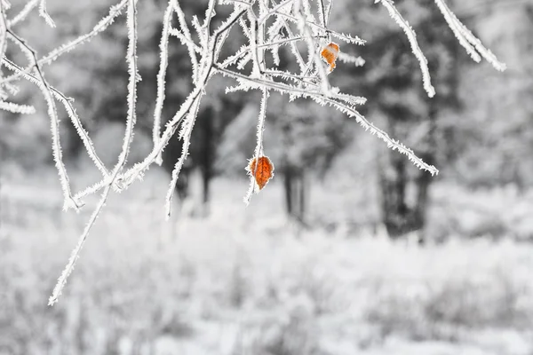 Foglie d'arancio sui rami congelati nella foresta — Foto Stock