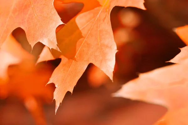 Background of orange maple leaves — Stock Photo, Image