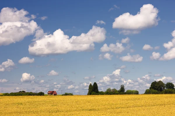 Huis met rode dak op een achtergrond van gele veld en de blauwe hemel — Stockfoto