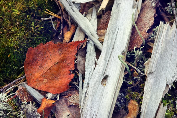 Orangefarbenes Herbstblatt auf Gras im Wald — Stockfoto