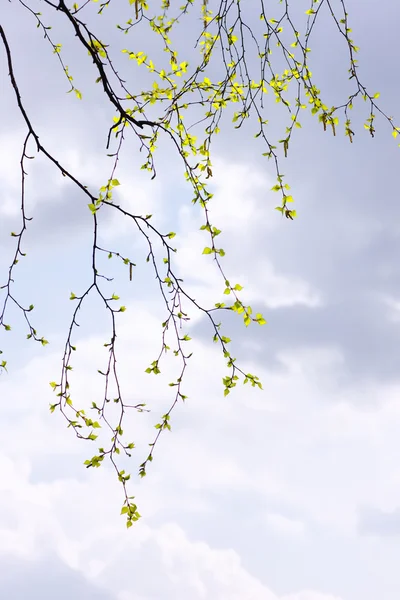 Hojas verdes de abedul en la primavera contra el cielo — Foto de Stock