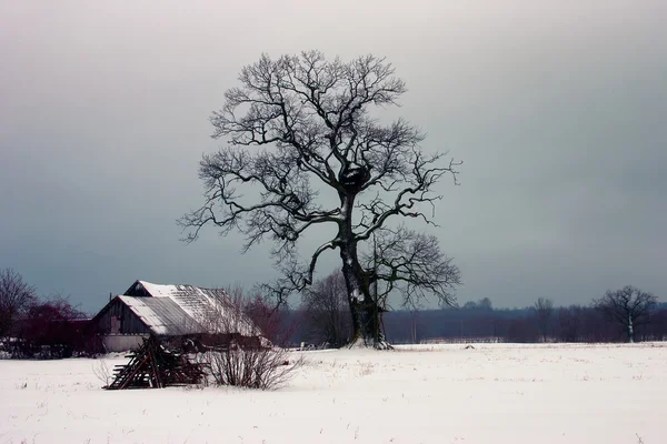 Старый дубовый деревянный дом зимой — стоковое фото
