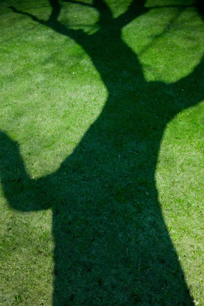 La sombra de un viejo árbol sobre una hierba verde joven —  Fotos de Stock