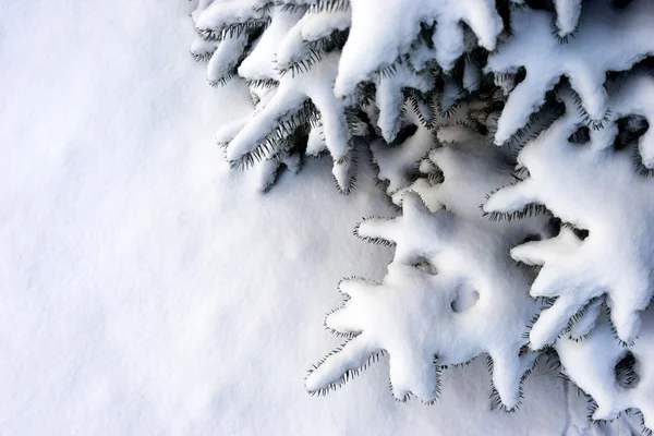 The spruce branches on a background of fresh white snow — Stock Photo, Image