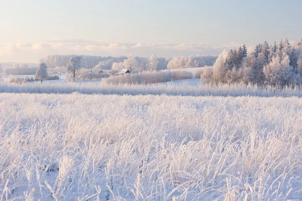 Landsbygdens vinterlandskap med vit frost på fält och skog — Stockfoto