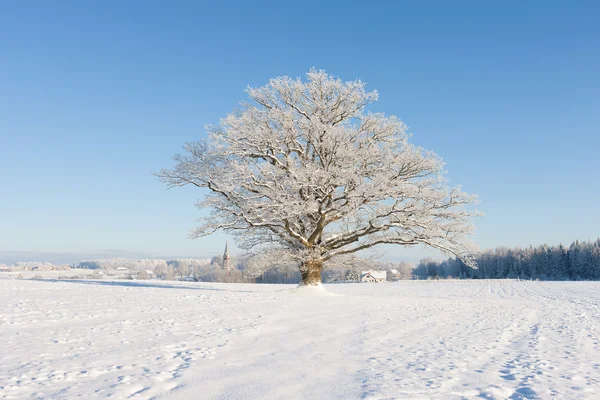 Vecchia quercia in hoarfrost contro il cielo blu e la chiesa — Foto Stock