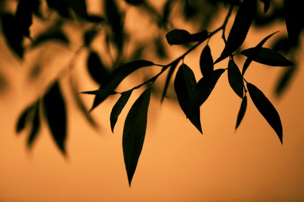 Scharfe Blätter eines Baumes auf orangefarbenem Hintergrund — Stockfoto