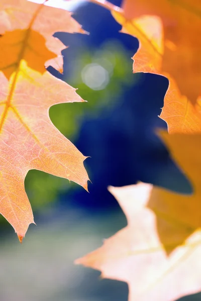 Orange maple leaves against blue sky — Stock Photo, Image