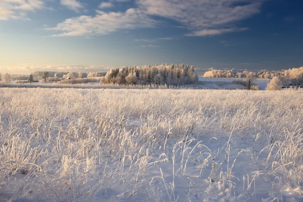 Сельский зимний пейзаж с белыми морозами на поле и в лесу — стоковое фото