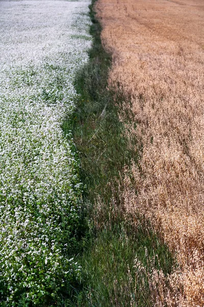 Granicy między tymi dwoma polami — Zdjęcie stockowe