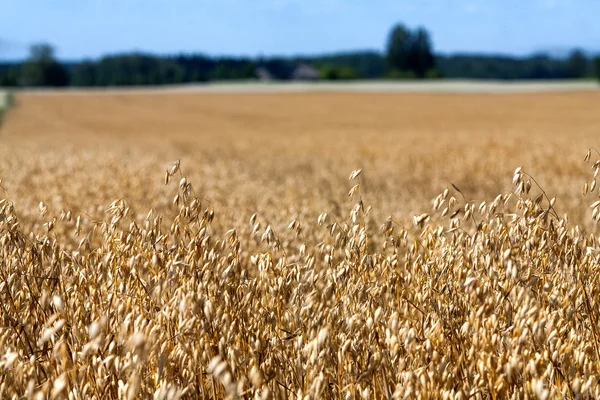 Gyllene fältet besådda spannmål gröda med himlen och skogen — Stockfoto