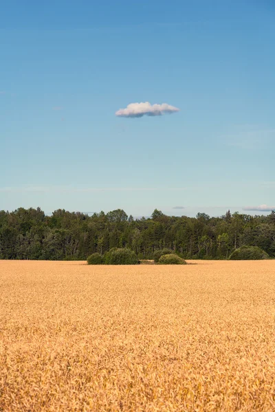 Gelbes Feld gesät Getreide und blauer Himmel mit Wolken — Stockfoto