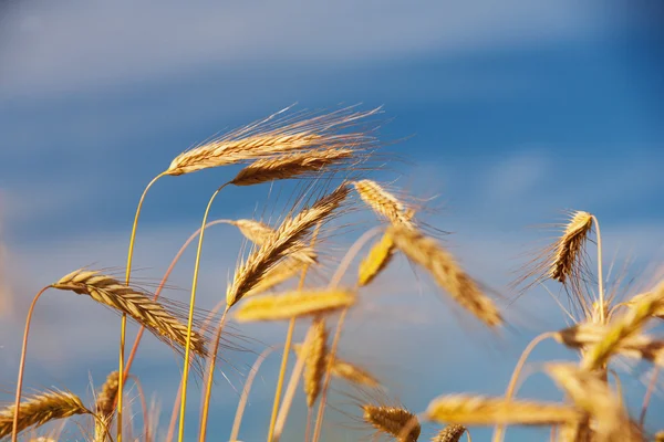 Золоті вуха зерна на тлі блакитного неба — стокове фото