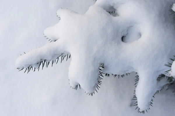 冬の白い雪の下でトウヒします。 — ストック写真