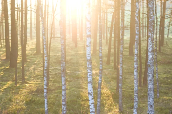 Forêt sur le fond des rayons du soleil au printemps — Photo