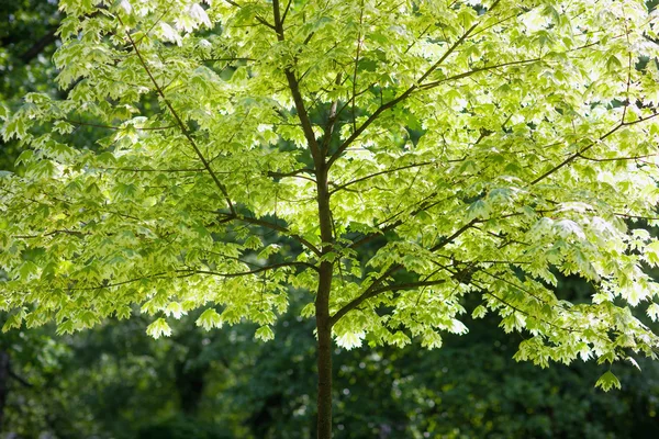 Sol brilhando através de folhas verdes bordo — Fotografia de Stock