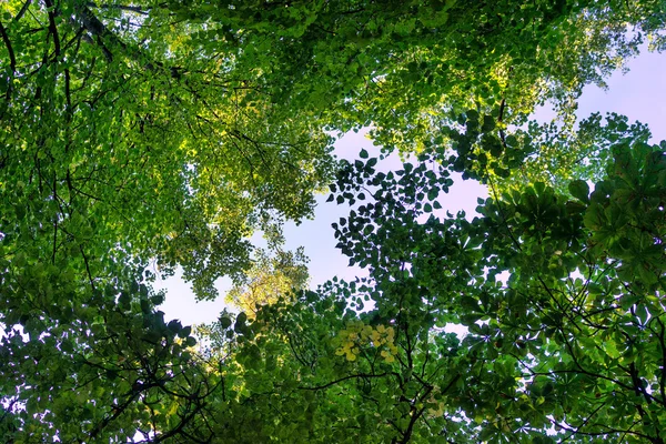 Зеленые листья деревьев против неба в лесу весной — стоковое фото