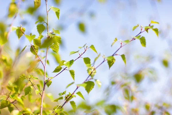 Young green leaves of a birch in spring against a blue sky — Stock Photo, Image