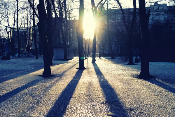 Sol através das árvores no parque com sombras no gelo — Fotografia de Stock