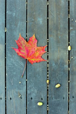 Sonbaharda yeşil bir bankta kırmızı akçaağaç yaprağı