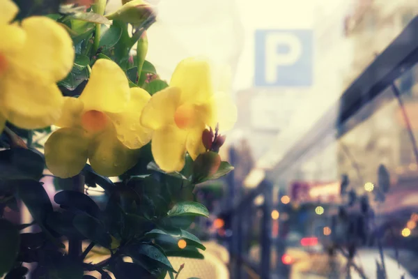 Flores amarillas en una calle de la ciudad con cartel de aparcamiento —  Fotos de Stock