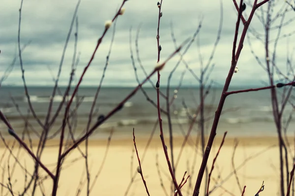 Playa y mar a través de las ramas de la primavera de sauce — Foto de Stock