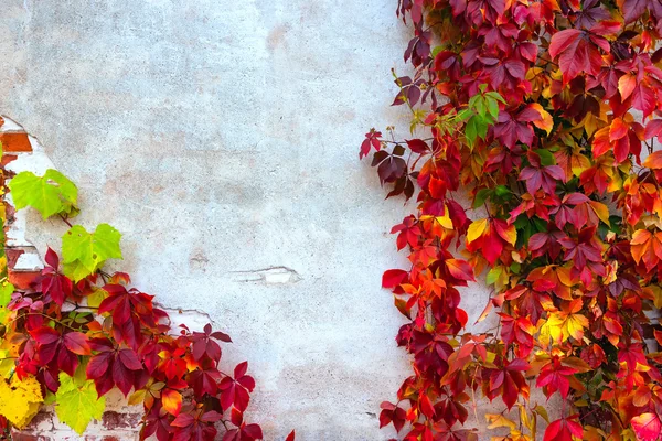 Colorful wild vines on the wall in autumn — Stock Photo, Image