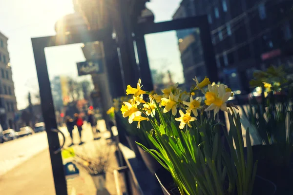路上でビルの入り口に黄色い花 — ストック写真