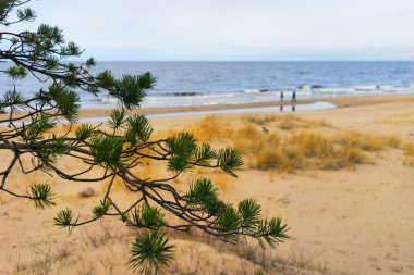 erken ilkbaharda Baltık Denizi sahilde yürüme Çift