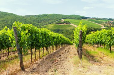 Yaz aylarında Tuscan hills bir arka plan üzerinde asma