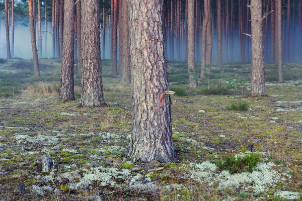 Pino foresta autunnale con una nebbia blu sera — Foto Stock