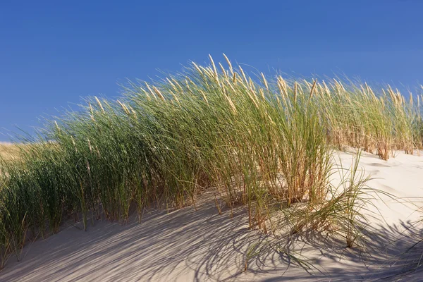 Zielona trawa w wydmami na tle błękitnego nieba — Zdjęcie stockowe