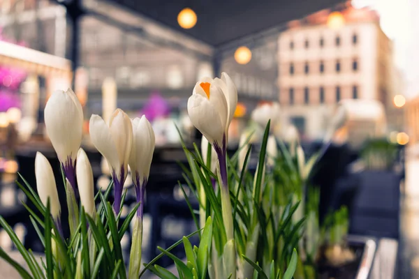 Весенние цветы на городской улице — стоковое фото